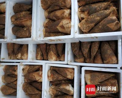 四川宜賓長(zhǎng)寧冬筍進(jìn)入產(chǎn)銷(xiāo)旺季 一個(gè)工廠(chǎng)一天銷(xiāo)售數(shù)萬(wàn)斤